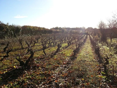 Les Nourrissons du Domaine Bernaudeau en Anjou
