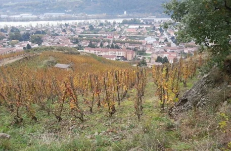 Côte Rôtie Rhône
